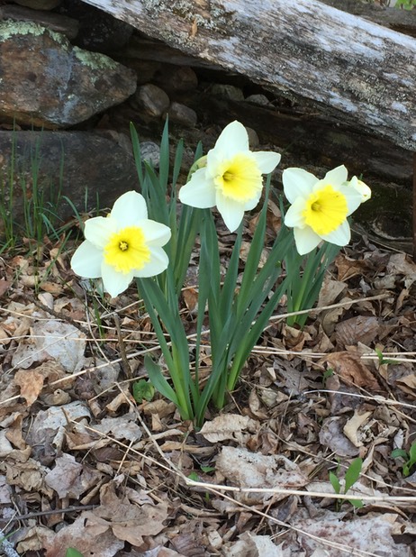 daffodils